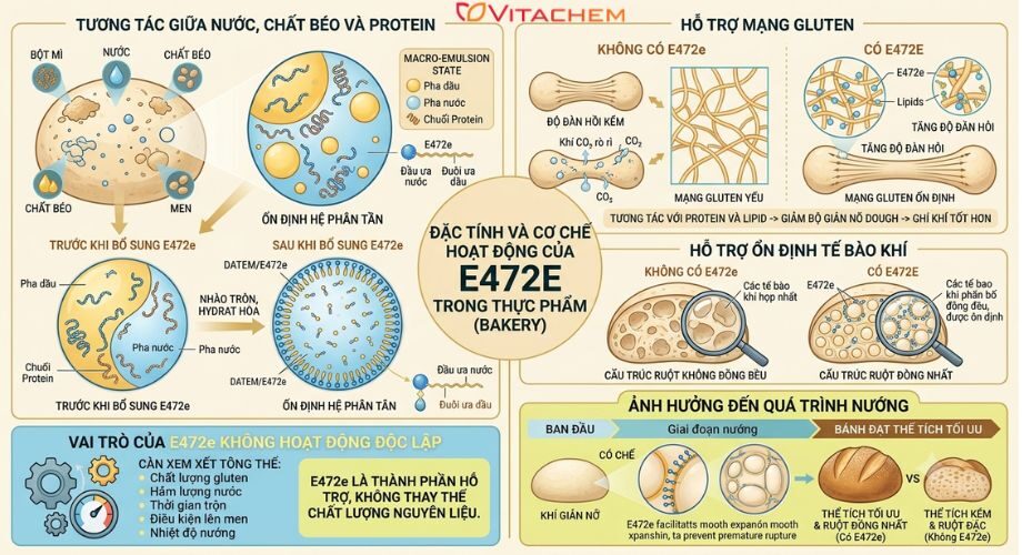 Diacetyl Tartaric Acid Esters of Mono and Diglycerides (E472e) là gì? Lưu ý khi sử dụng 11 Đặc tính và cơ chế hoạt động của Diacetyl Tartaric Acid Esters of Mono and Diglycerides trong thực phẩm